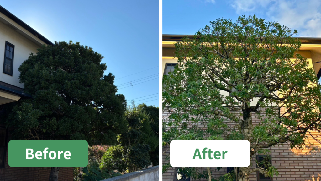 シンボルツリー剪定ビフォーアフター