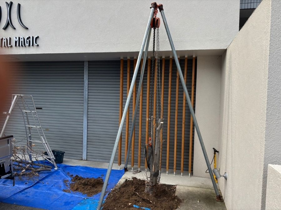 大阪府松原市の店舗前植え替え工事チェーンブロックで抜根してる様子の写真