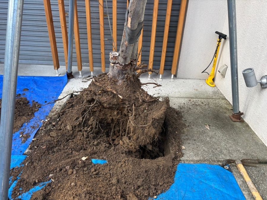 大阪府松原市の店舗前植え替え工事根が撤去されてる様子の写真