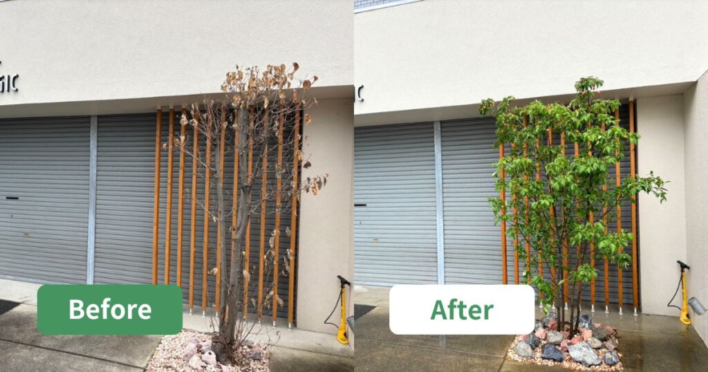 大阪府松原市｜枯れたハナミズキを管理しやすい常緑ヤマボウシに植え替え