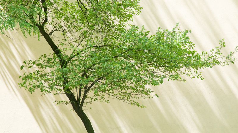 光が差し込む、風通しのよい木の枝の写真