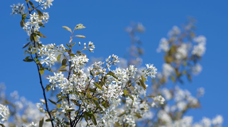 青空を背景に花が咲いている木の写真