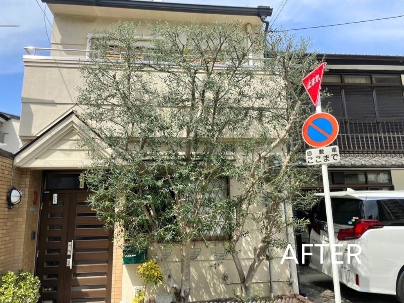 自然風剪定で風通しよく整えた庭木の写真