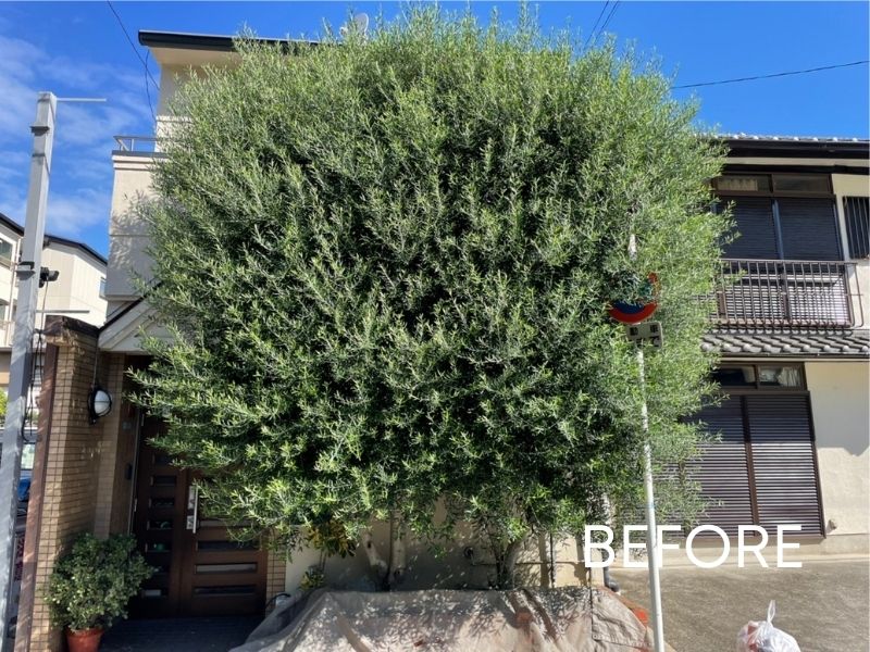 剪定前で枝葉が大きく茂っている庭木の状態