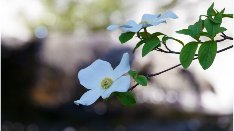 自然な枝ぶりの花木の写真