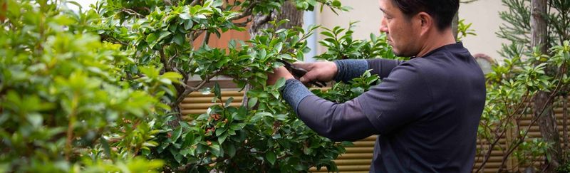 庭木の状態を確認しながら剪定作業を行う職人の様子
