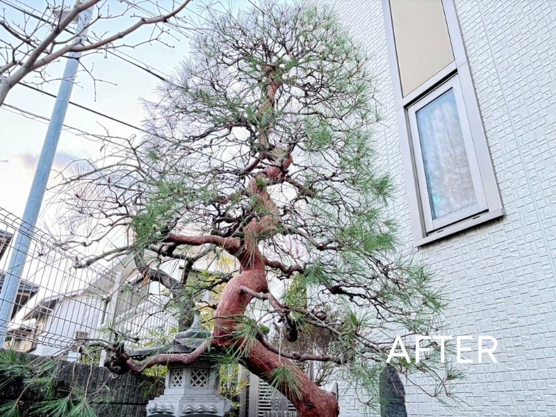 自然な樹形を活かして整えた赤松の剪定後の様子