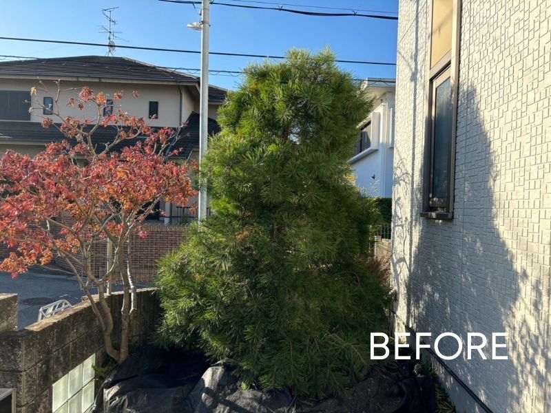 剪定前に枝葉が茂っていた赤松の庭木の写真
