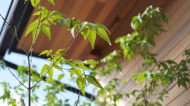 住宅の庭にある、若葉の庭木の写真