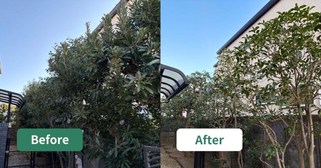 大阪狭山市｜刈り込みやぶつ切りで硬くなった庭木を、自然な樹形へ