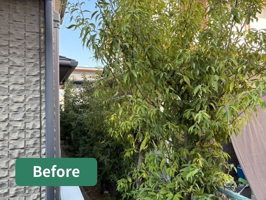 庭木の剪定前の写真