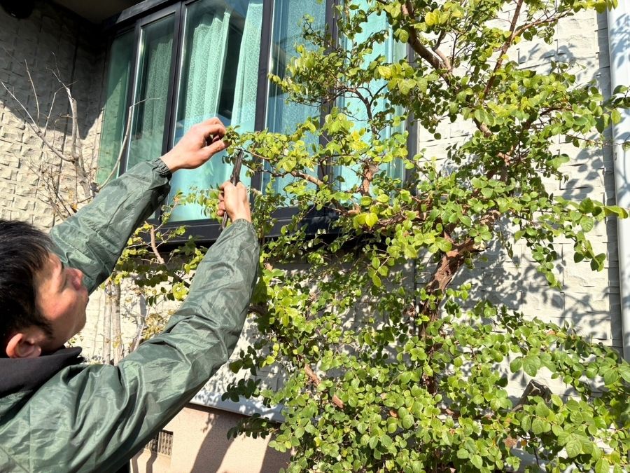 庭木の剪定をしている庭師の写真