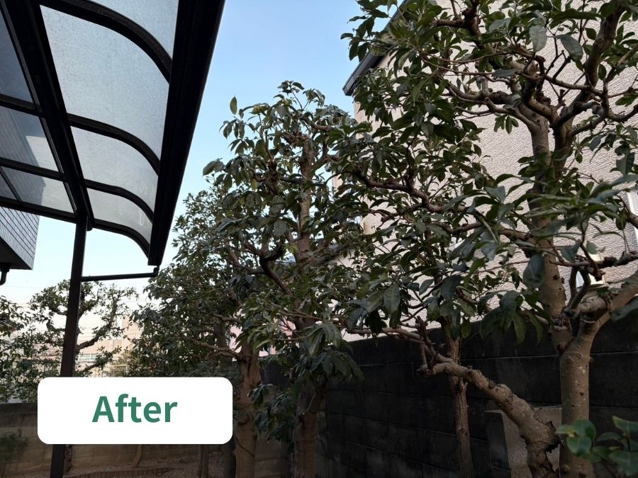 庭木の剪定後の写真