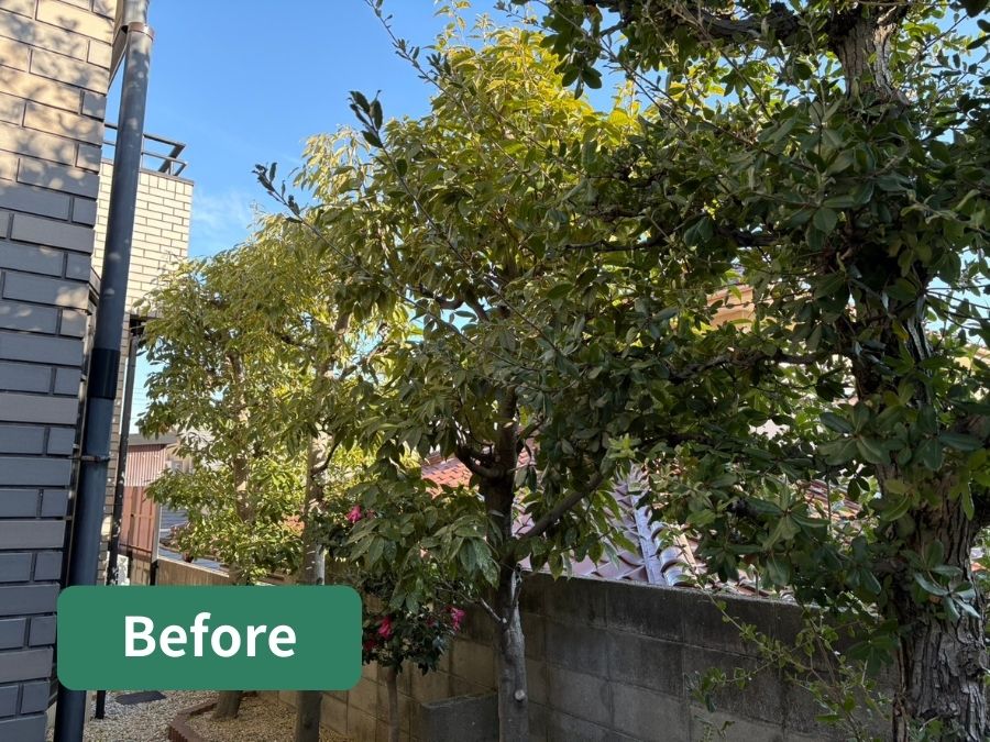 庭木の剪定前の写真