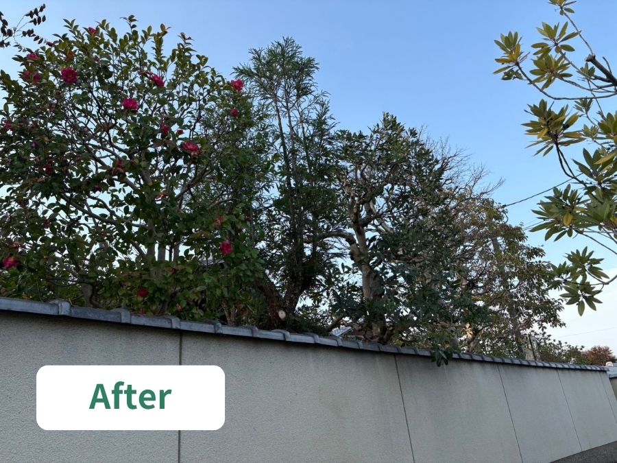 大阪狭山市 庭木剪定 施工後 外周 塀まわり 軽やかに整えられた様子
