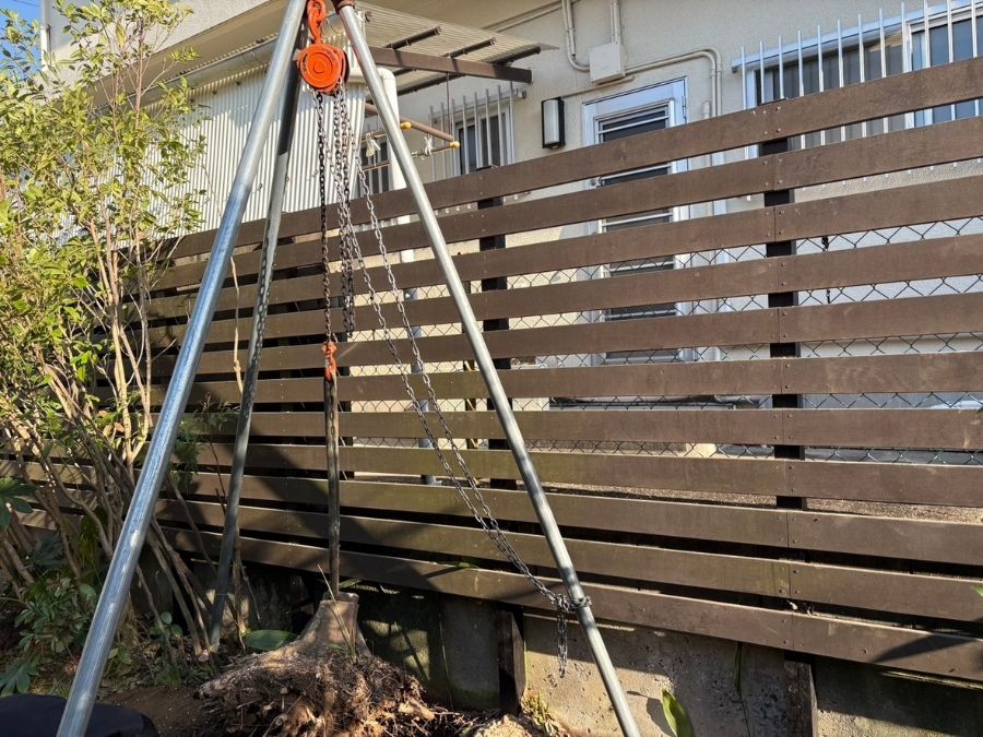 大阪狭山市でカシノキの抜根にチェーンブロックを使用している作業中の様子